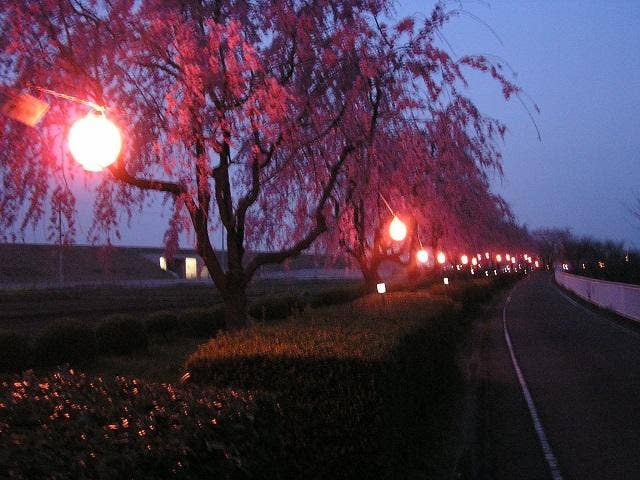 漆原しだれ桜並木（夜桜）