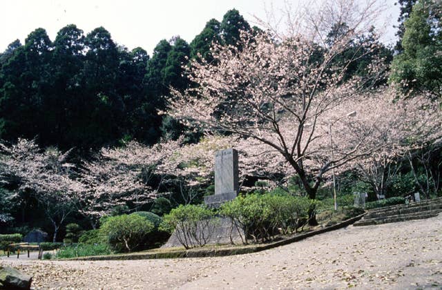 城山公園の桜，ツツジ