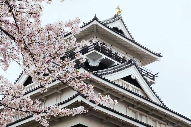 上山城（桜）