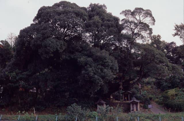 西林寺の大シイ