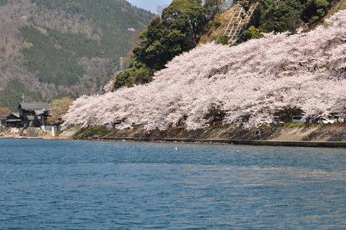 海津大崎の桜