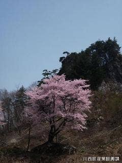 石割桜と立岩