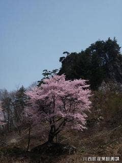 Ishiwari Zakura and Tateiwa