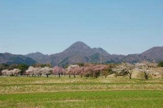 清水野桜並木