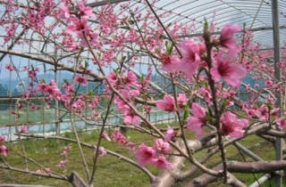 小川桃の花