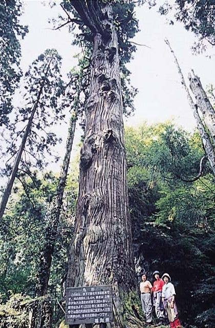 英彦山の鬼杉