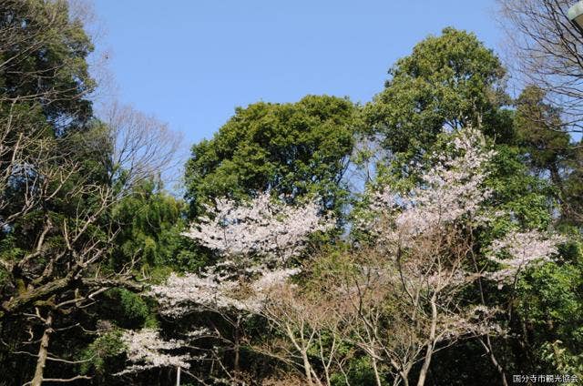 おたかの道湧水園（春）