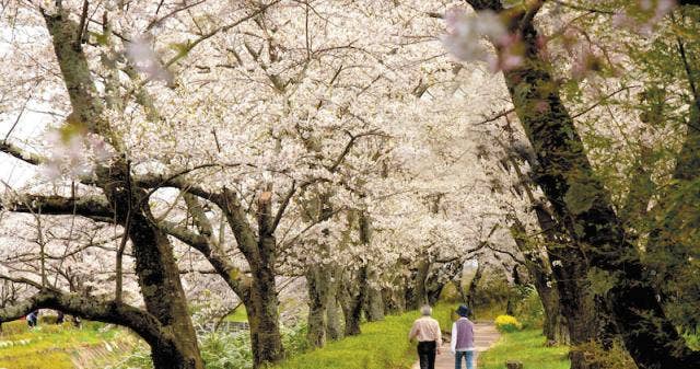 笹原川の桜並木・ふれあい色彩桜