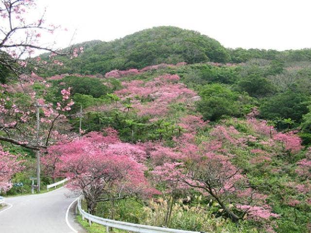 八重岳の桜