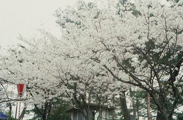 一の谷公園の桜