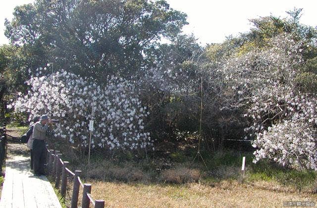 黒河湿地植物群落