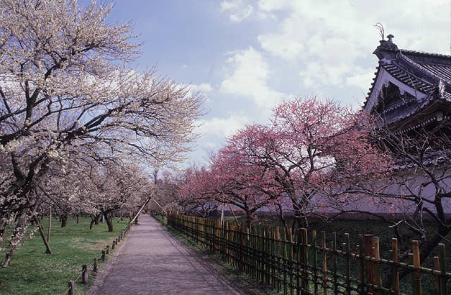 弘道館公園の梅
