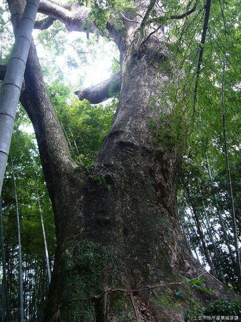 蓮池のクスノキ