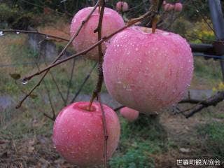 梶川りんご園　リンゴ