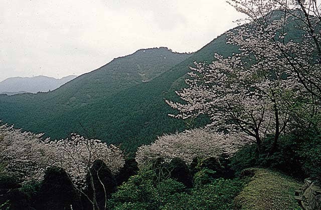 興山園の桜，ツツジ