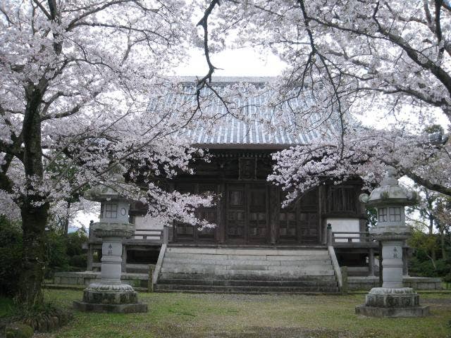 誕生院の桜