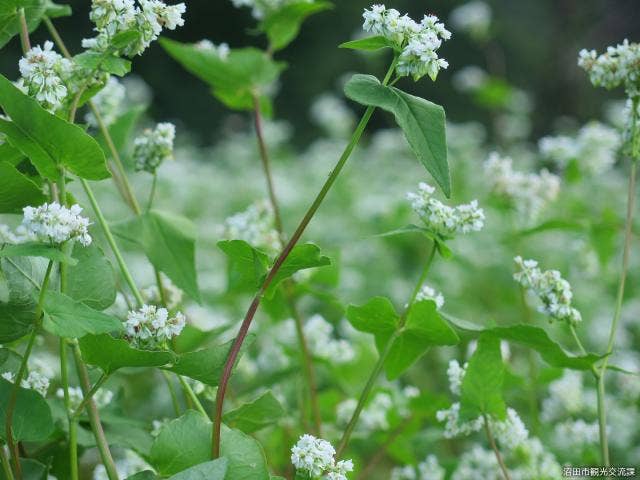 そばの花