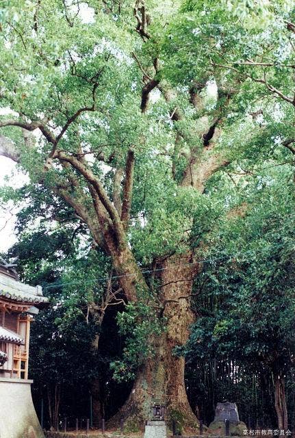 船山神社のクス