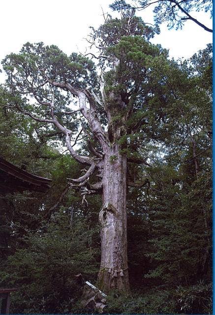 船上山の千年杉