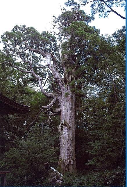 Millennium Cedar from Funa Ueyama