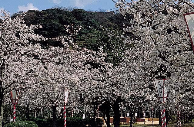 湊山公園の桜