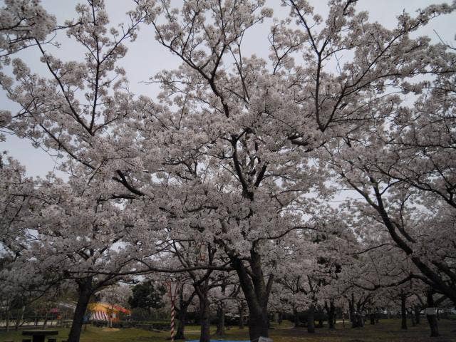 湊山公園の桜