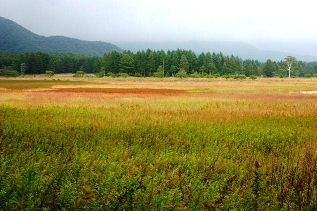 小田代ガ原の草紅葉