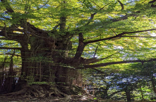 福城寺　大銀杏