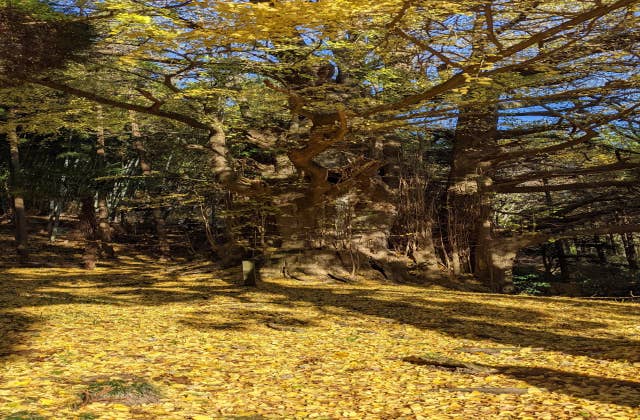 福城寺　大銀杏紅葉