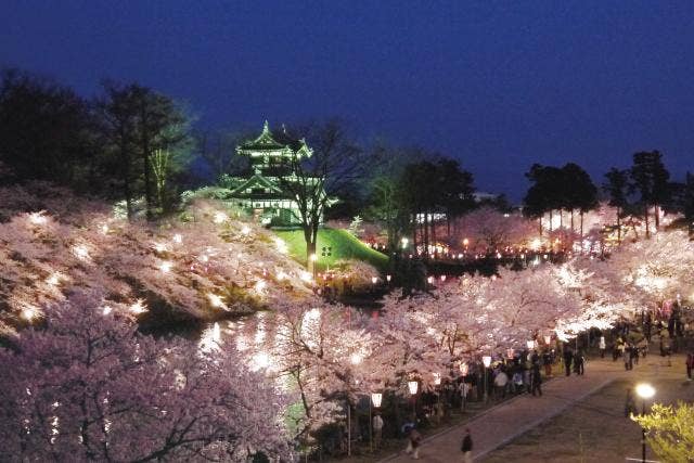日本三大夜桜