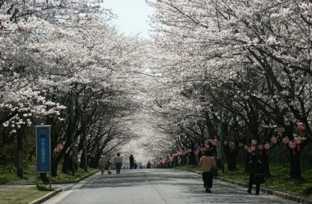 中央公園桜のトンネル