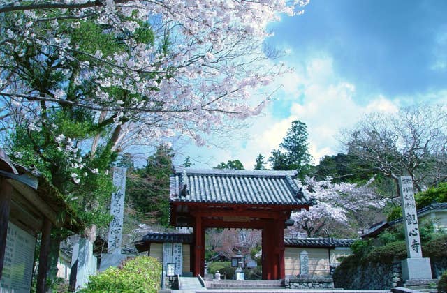 観心寺の桜と山門