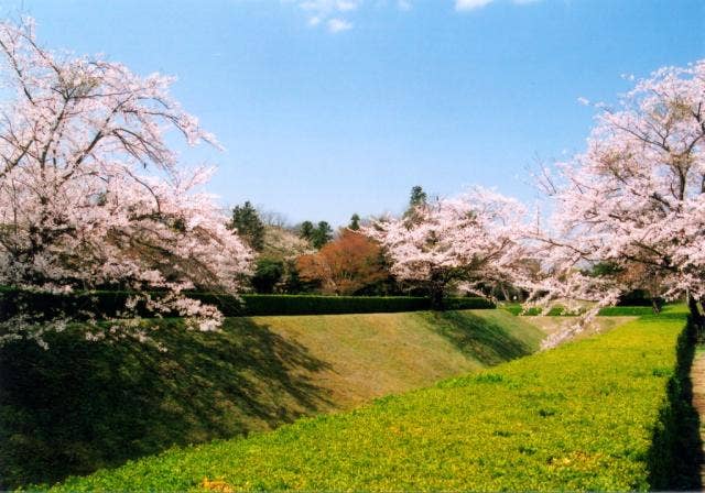 佐倉城址公園の桜