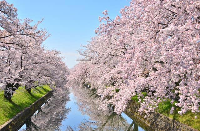 五条川桜並木