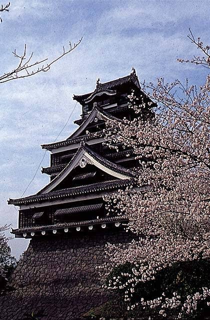 Cherry blossoms at Kumamoto Castle