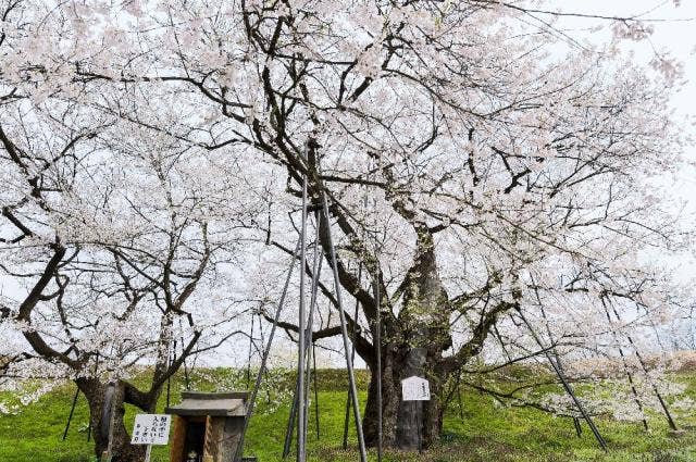 お達磨の桜