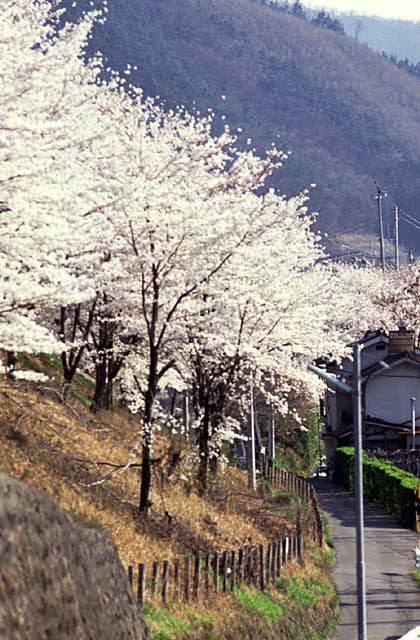Sakura in front of Katsunuma Budogo Station