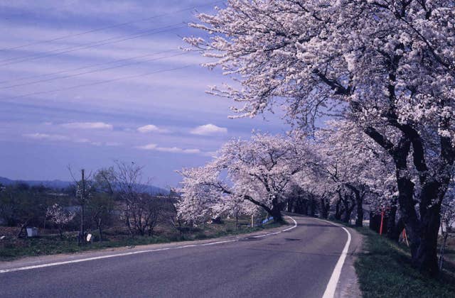 雄物川堤防の桜並木