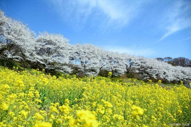 熊野神社の桜並木