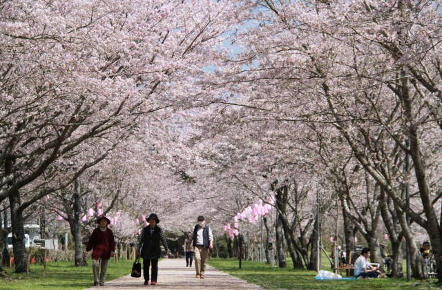 忠元公園 桜並木