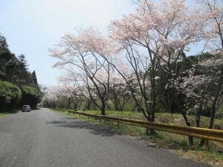 今富桜1