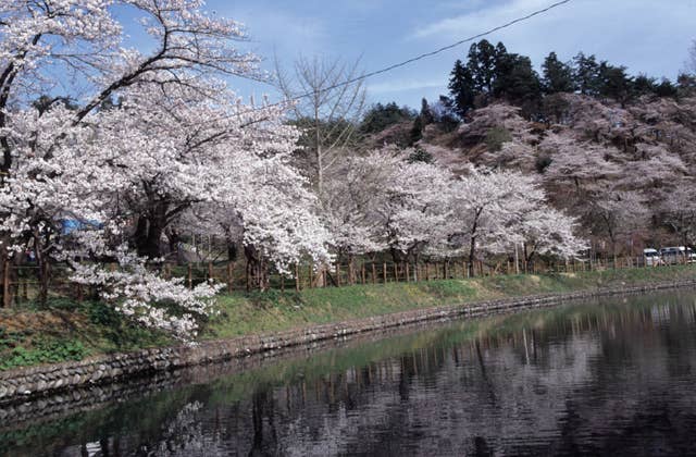 前森公園の桜