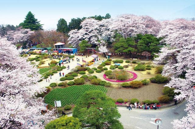 沼田公園の桜