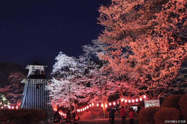 沼田公園の桜夜桜