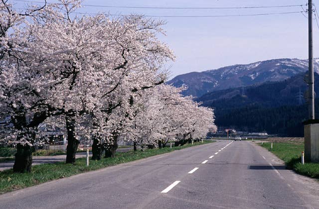 桜並木