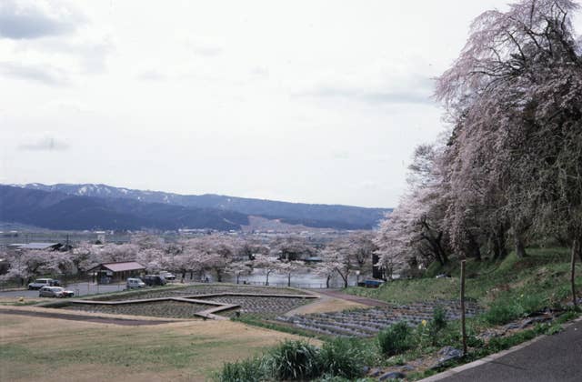 愛宕公園の桜