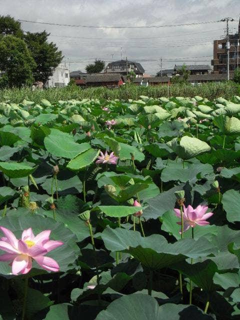 水元公園の古代蓮