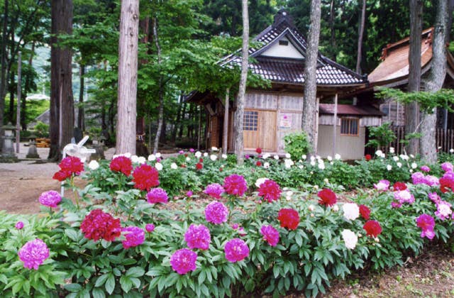 諏訪神社の芍薬園