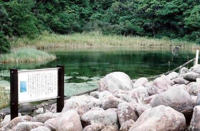 出羽島大池のシラタマモ自生池