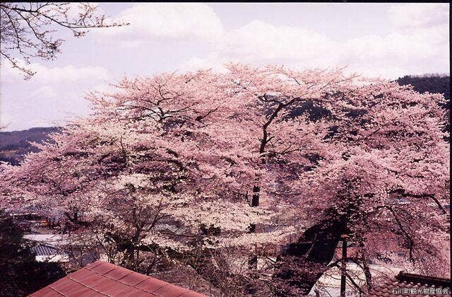 高田桜（エドヒガン桜）